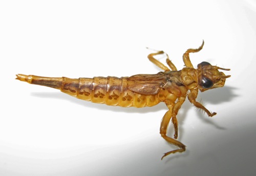 Larva/nymph
15 Dec 2012  Jackson, NC